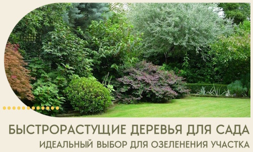 Быстрорастущие деревья для сада идеальный выбор в Новодвинске