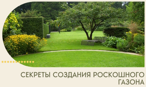 Секреты создания роскошного газона в Новодвинске